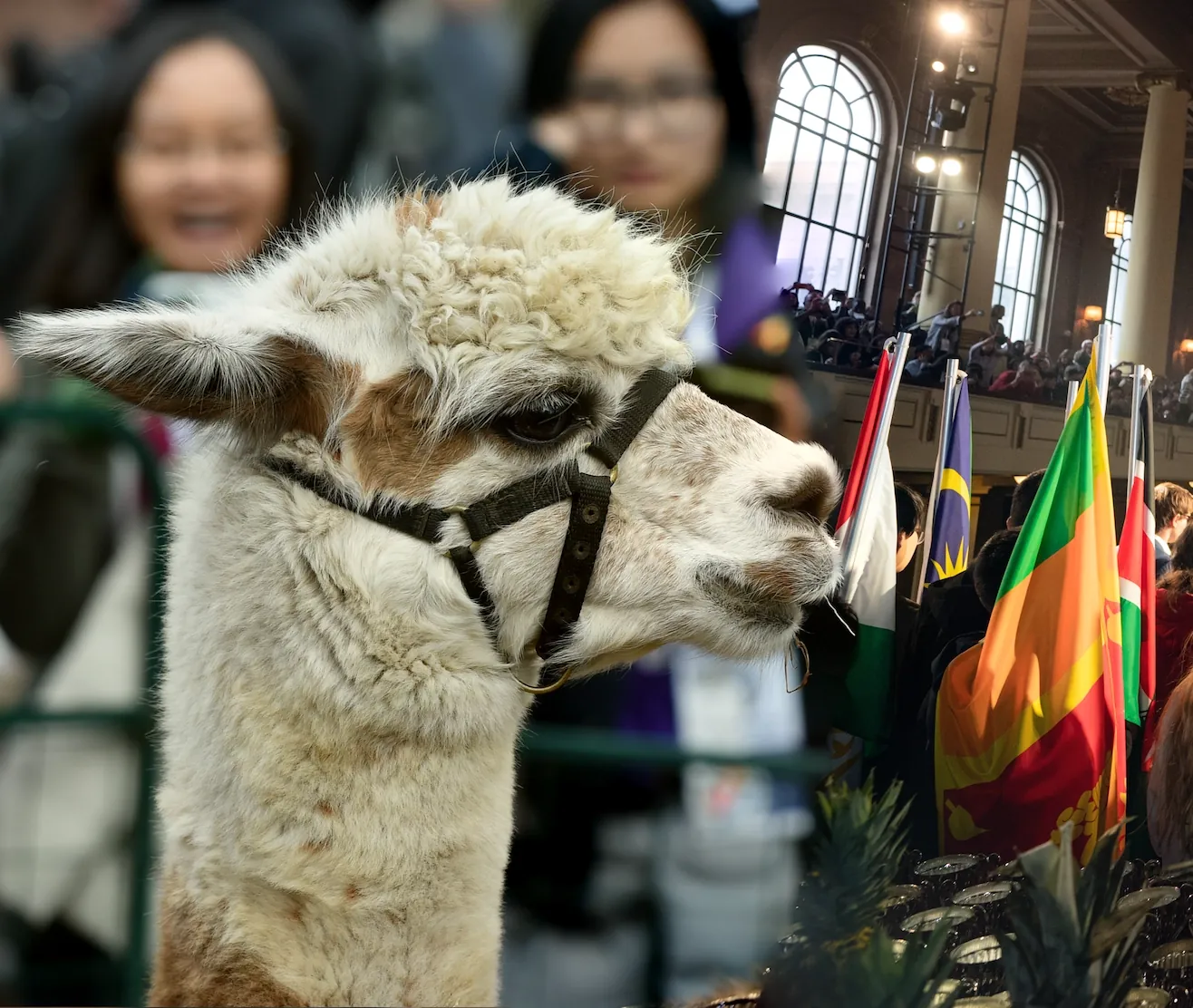 An alpaca at the Tournament of Champions, with scholars carrying flags behind it